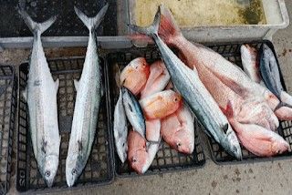 漁場の宿 はっとり 公式
