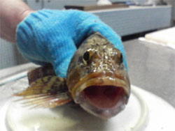 海辺の温泉宿 まるさん