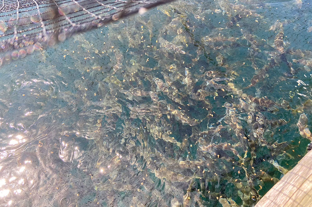 漁家民宿 要太郎公式