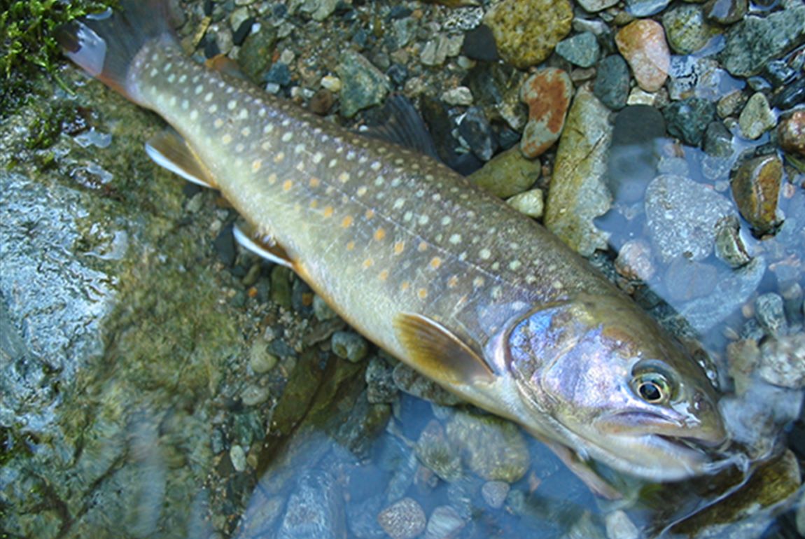 新穂高温泉 蒲田川荘
