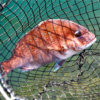 とれとれヴィレッジ　公式