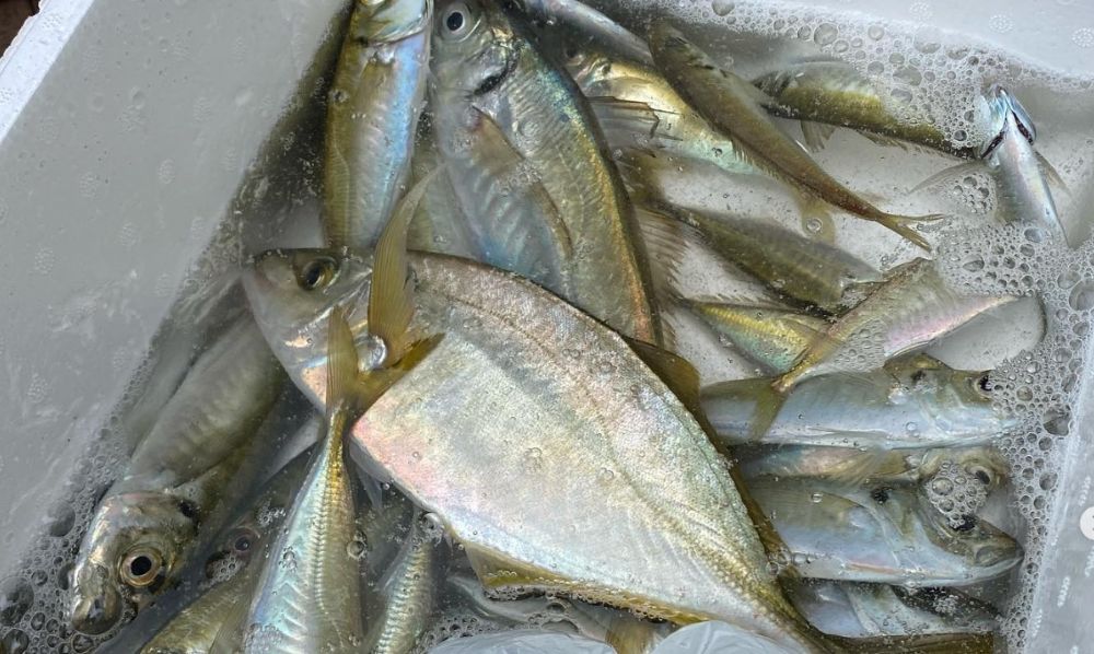 入り江の一軒家 みたはま荘　公式