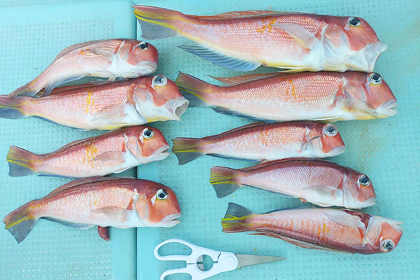 釣り船・民泊「明菜丸」公式