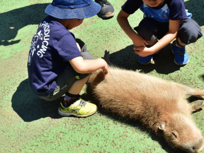 伊豆シャボテン動物公園 公式