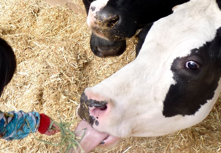 しおのえふじかわ牧場 公式